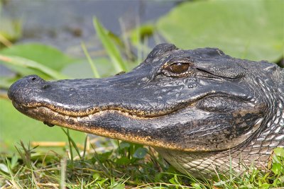 Alligator mississippiensisAmerican alligator