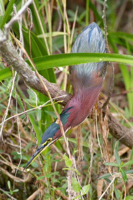 Butorides virescensGreen heron