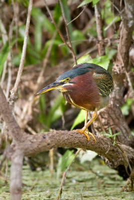 Butorides virescensGreen heron