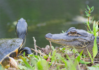 Alligator mississippiensisAmerican alligator