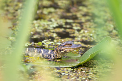 Alligator mississippiensisAmerican alligator