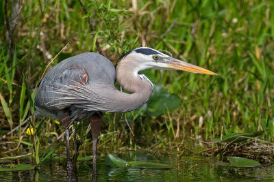 Ardea herodiasGreat blue heron