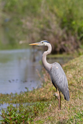 Ardea herodiasGreat blue heron