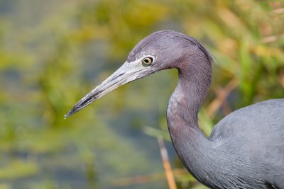 Egretta caeruleaLittle blue heron