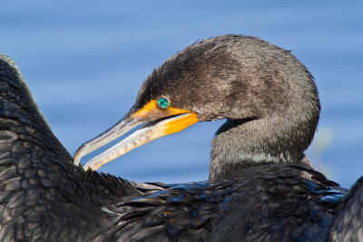 Phalacrocorax brasilianusNeotropic cormorant