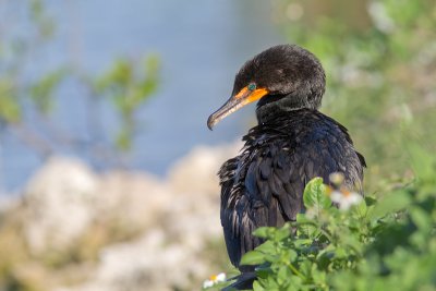 Phalacrocorax brasilianusNeotropic cormorant