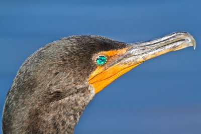 Phalacrocorax brasilianusNeotropic cormorant
