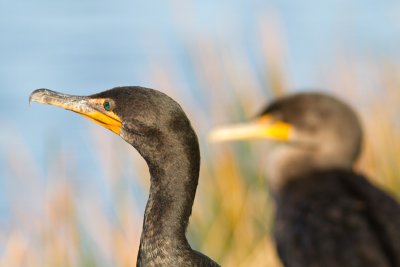 Phalacrocorax brasilianusNeotropic cormorant