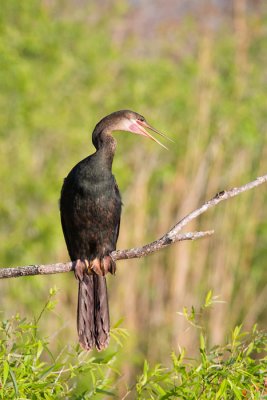 Anhinga anhingaAnhinga