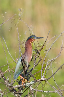 Butorides virescensGreen heron