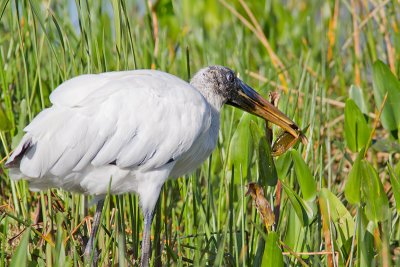 Mycteria americanaWood stork