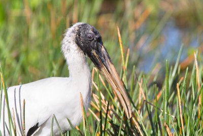 Mycteria americanaWood stork