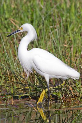 Egretta thulaSnowy Egret