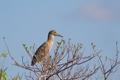 Nycticorax nycticoraxBlack-crowned Night Heron