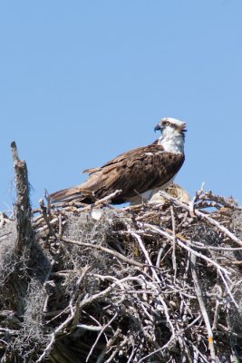 Pandion haliaetusOsprey