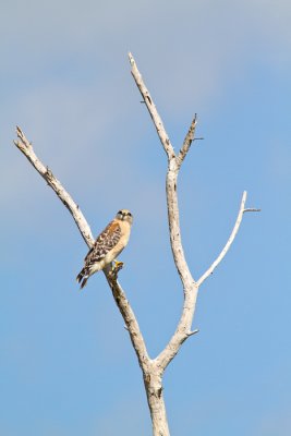 Buteo lineatusRed-shouldered Hawk