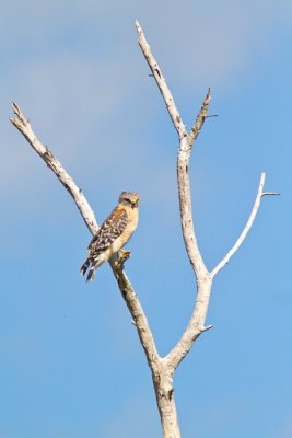 <i>Buteo lineatus</i><br/>Red-shouldered Hawk