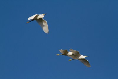 Egretta thulaSnow Egret