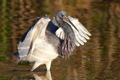 Egretta tricolorTricolored heron