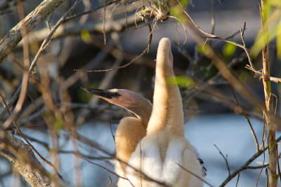 Anhinga anhingaAnhinga