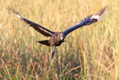 Coragyps atratusBlack Vulture
