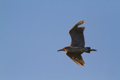 Nycticorax nycticoraxBlack-crowned Night Heron