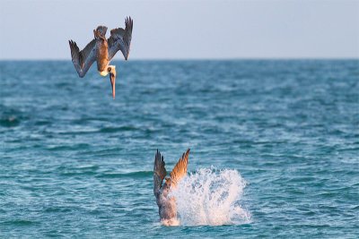 Pelecanus occidentalisBrown Pelican