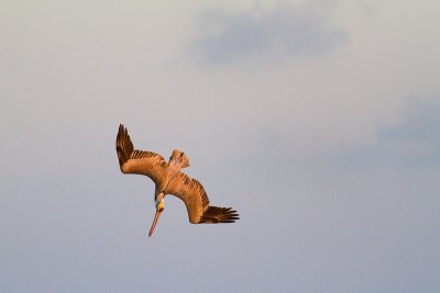 Pelecanus occidentalisBrown Pelican
