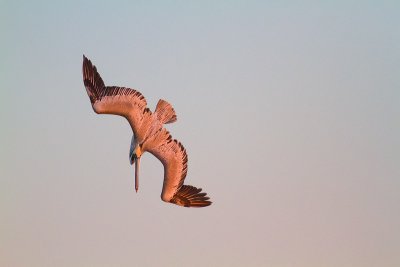 Pelecanus occidentalisBrown Pelican