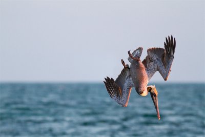 Pelecanus occidentalisBrown Pelican