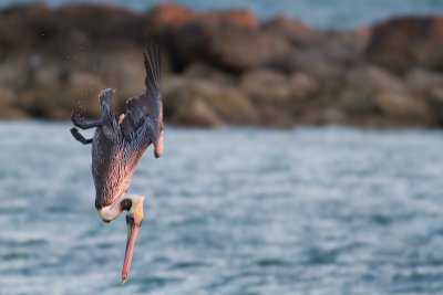 Pelecanus occidentalisBrown Pelican