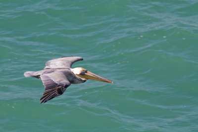 Pelecanus occidentalisBrown Pelican