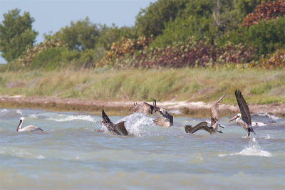 Pelecanus occidentalisBrown Pelican