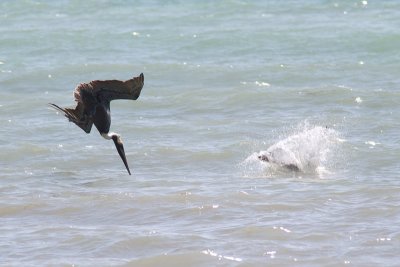 Pelecanus occidentalisBrown Pelican