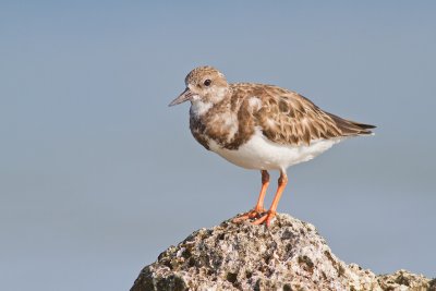 Scolopacidae (Sandpipers)