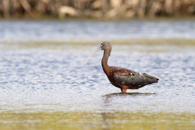 Plegadis falcinellusGlossy Ibis