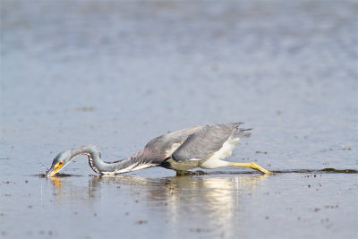 Egretta tricolorTricolored heron