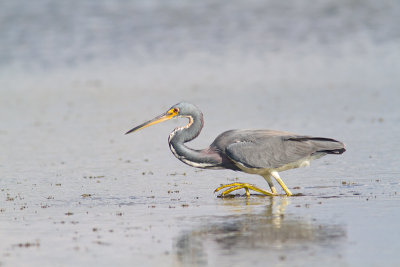 Egretta tricolorTricolored heron