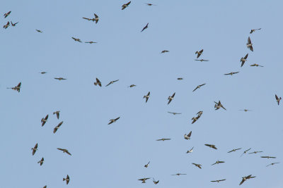 Tachycineta bicolorTree Swallow