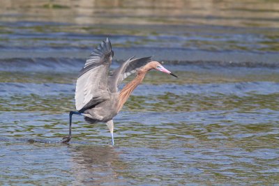 Egretta rufescensReddish egret