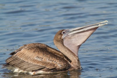 Pelecanus occidentalisBrown Pelican