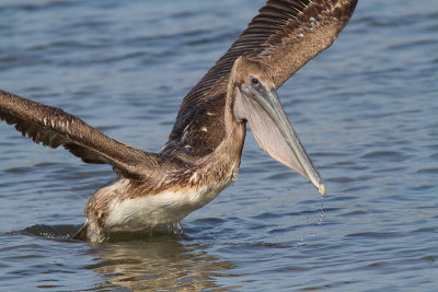 Pelecanus occidentalisBrown Pelican