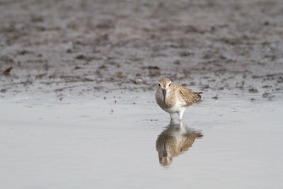 Crocethia albSanderling