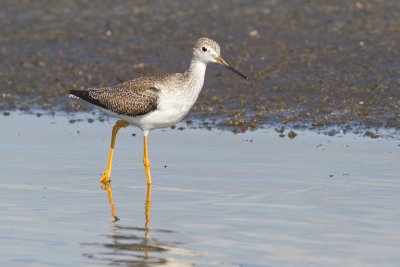 Tringa melanoleucaGreater yellowlegs