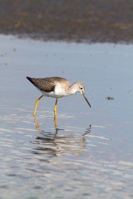 Tringa melanoleucaGreater yellowlegs