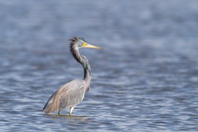 Egretta tricolorTricolored heron