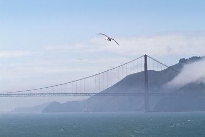 Golden gate bridge gull