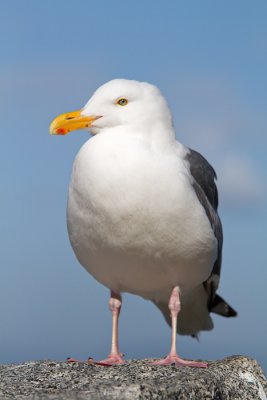 Larus occidentalisWestern gull