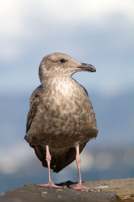 Larus occidentalisWestern gull