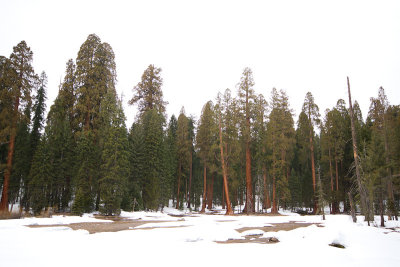 Giant Forest walk